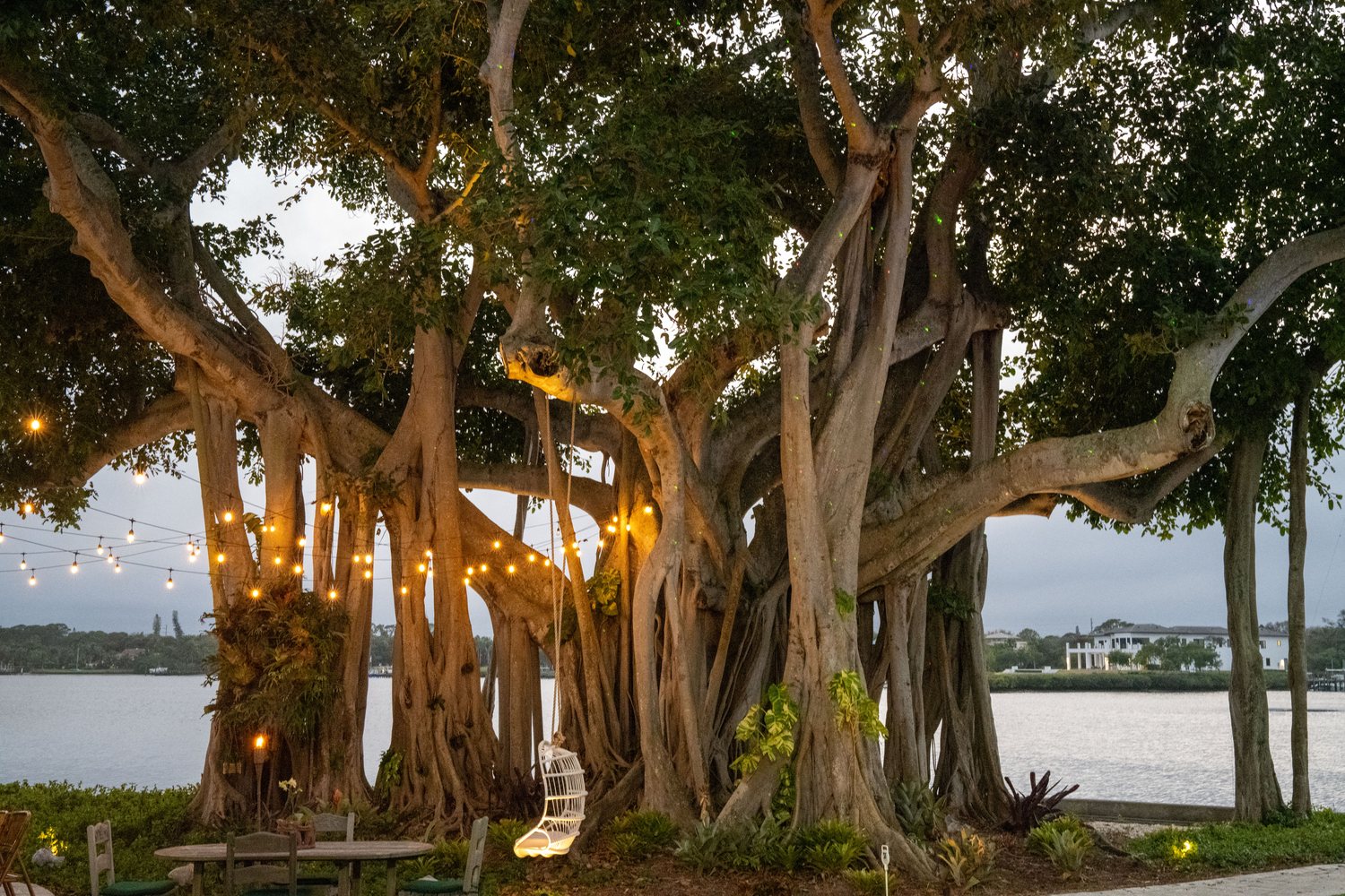 Outdoor event venue banyan tree South Florida